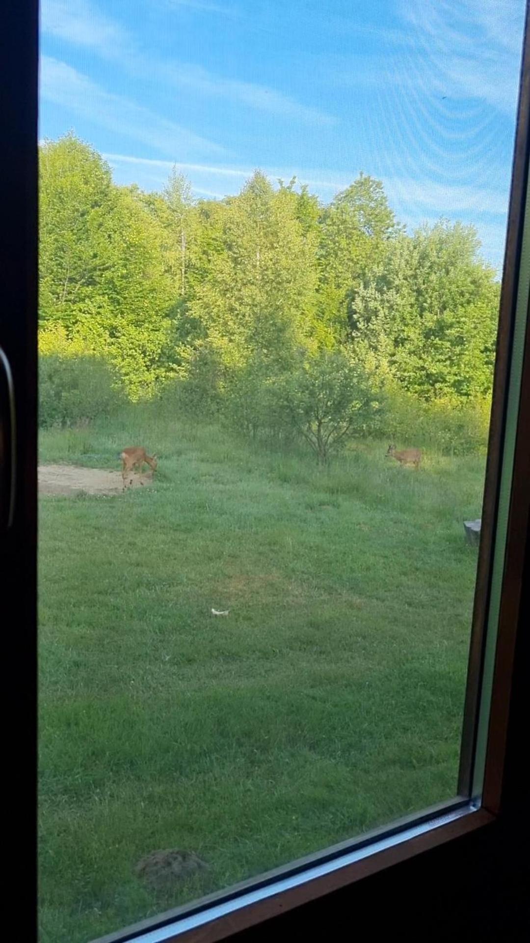Valea Vistisoarei Villa Vistisoara Bagian luar foto